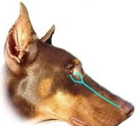 Les canaux lacrymaux du chien (en bleu)