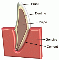 Anatomie de la dent
