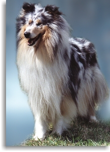 Photo Collie Online