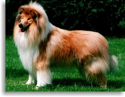 Photo Sacrafice Collies
