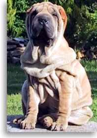 Photo Shar Peis du Moulin de Sore