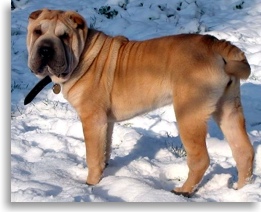 Photo Shar Peis du Moulin de Sore
