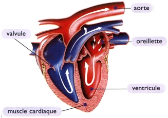 Anatomie du coeur (brochure Merial)